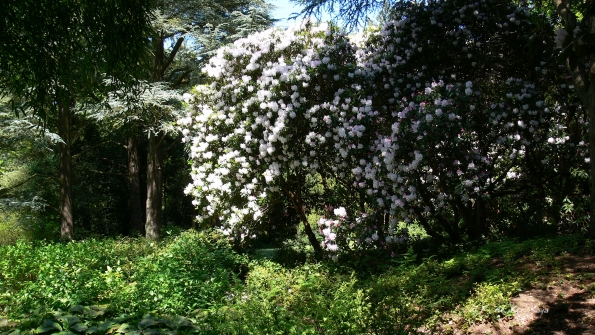 Bois des Moutiers (346) Mai 2012